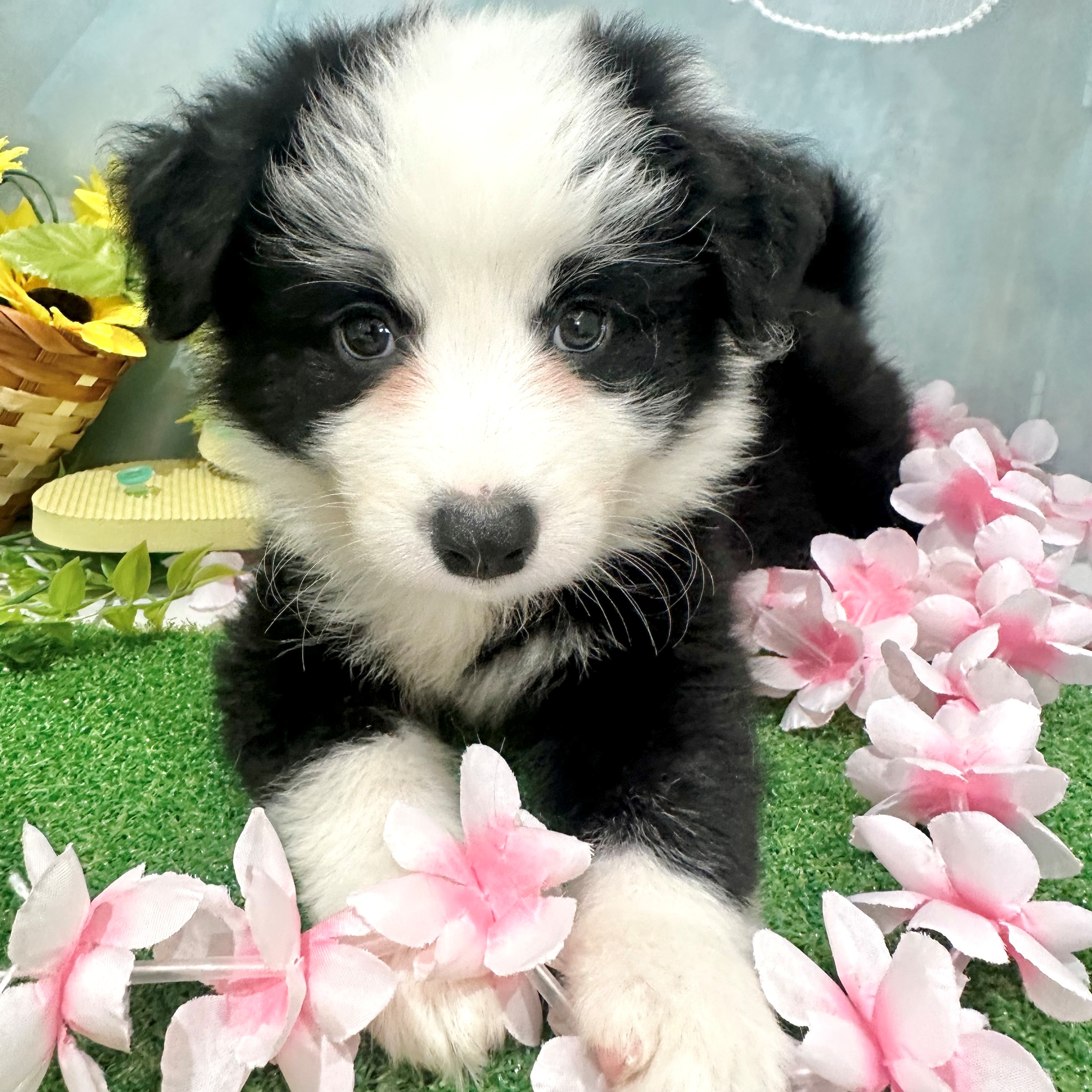 福岡県のボーダーコリー (犬の家＆猫の里くりえいと宗像店/2026年6月15日生まれ/女の子/ブラックホワイト)の子犬の1枚目の画像