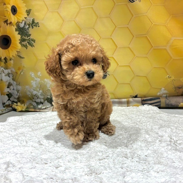 福岡県のトイプードル(ティーカップ) (犬の家＆猫の里トリアス久山店/2026年6月22日生まれ/女の子/レッド)の子犬の2枚目の画像
