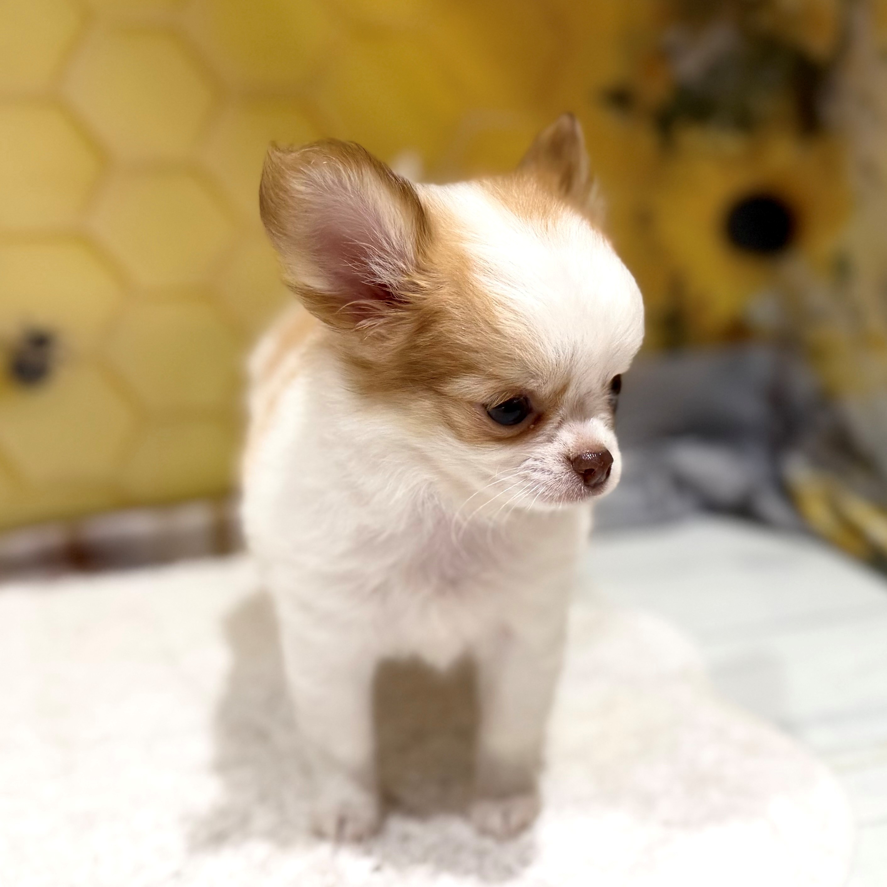 福岡県のチワワ(ロング) (犬の家＆猫の里トリアス久山店/2026年6月23日生まれ/女の子/ホワイト＆チョコレートフォーン)の子犬の2枚目の画像
