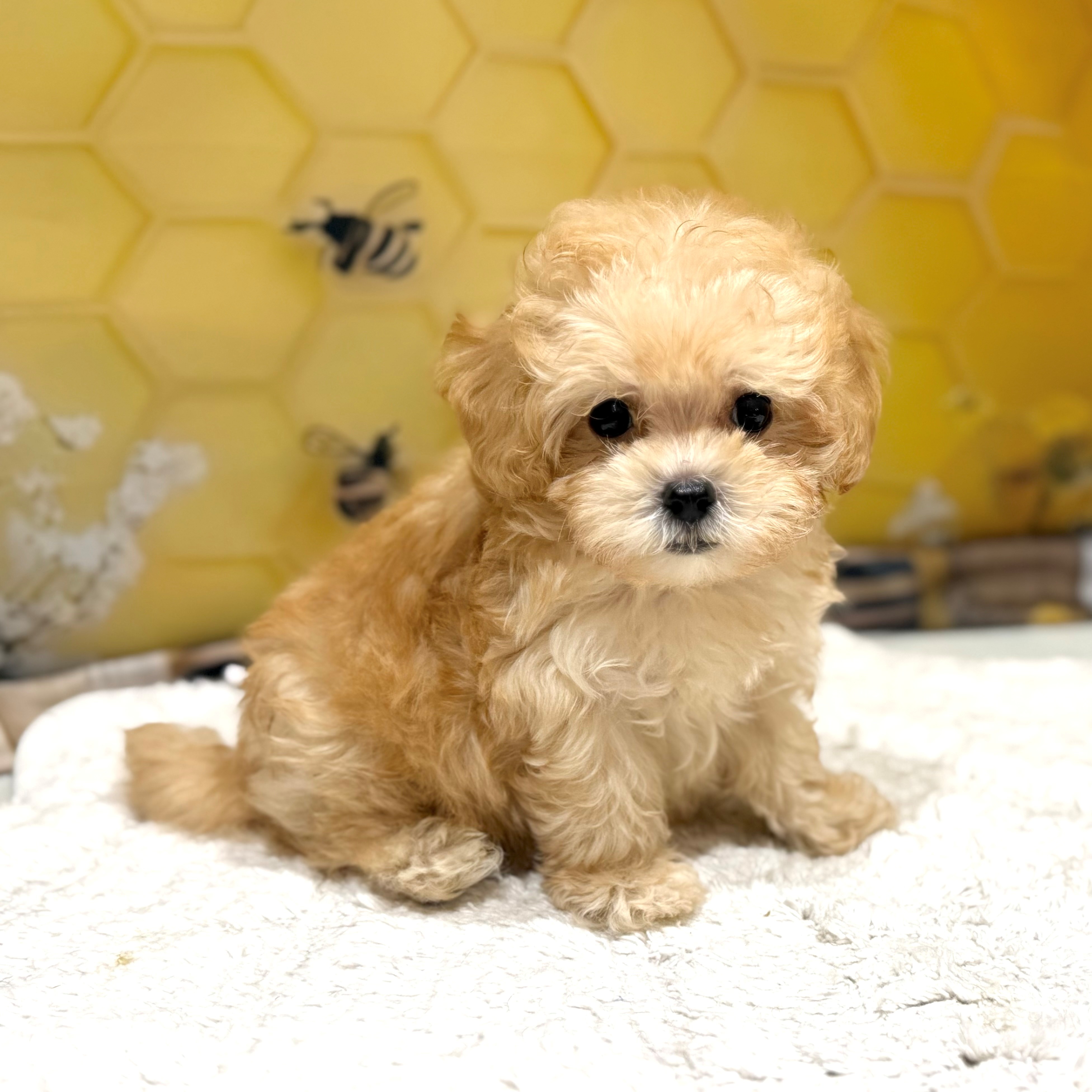 福岡県のマルプー(マルチーズ×プードル) (犬の家＆猫の里トリアス久山店/2026年6月20日生まれ/男の子/クリーム)の子犬の2枚目の画像