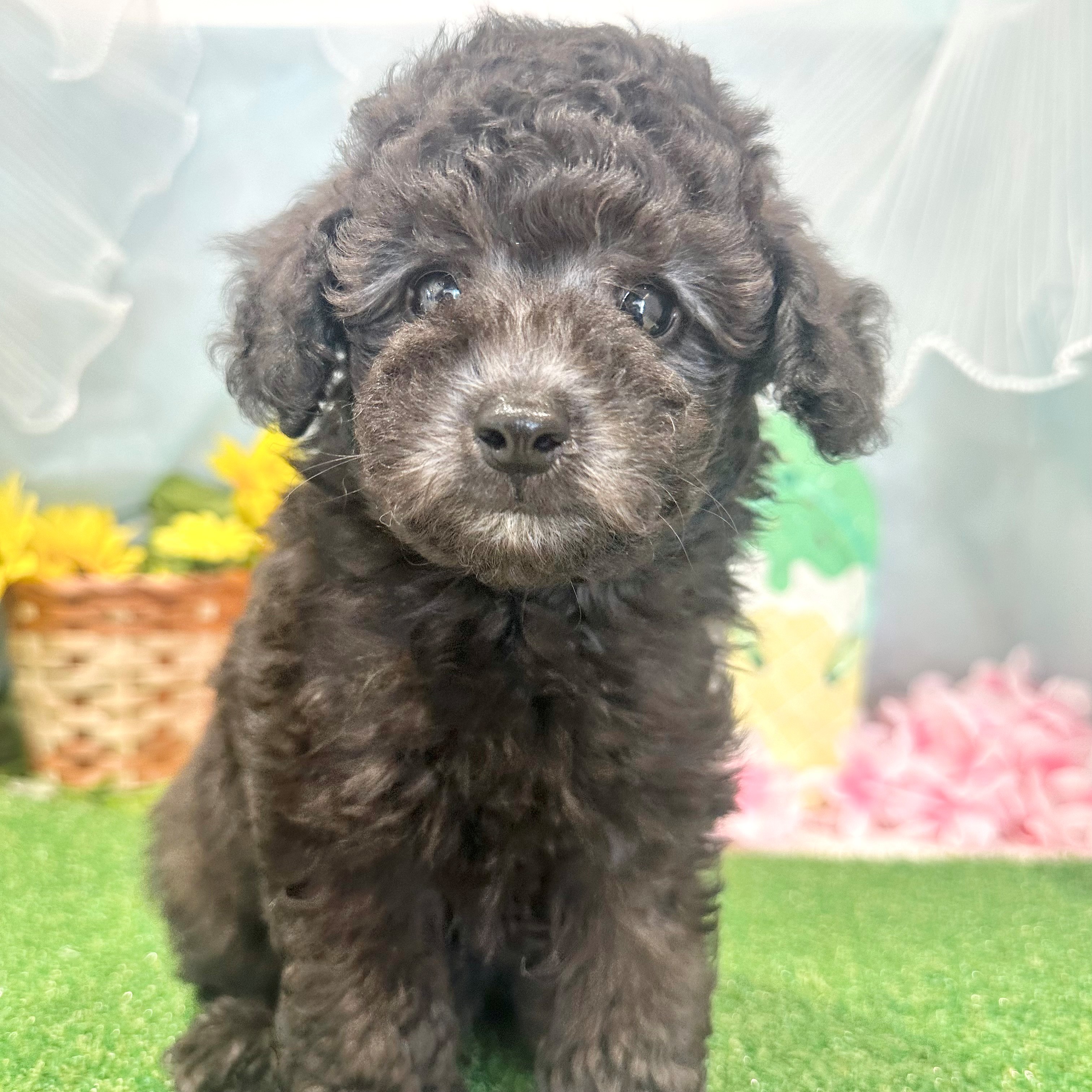福岡県のトイプードル(トイ) (犬の家＆猫の里くりえいと宗像店/2026年6月13日生まれ/男の子/シルバー)の子犬の1枚目の画像