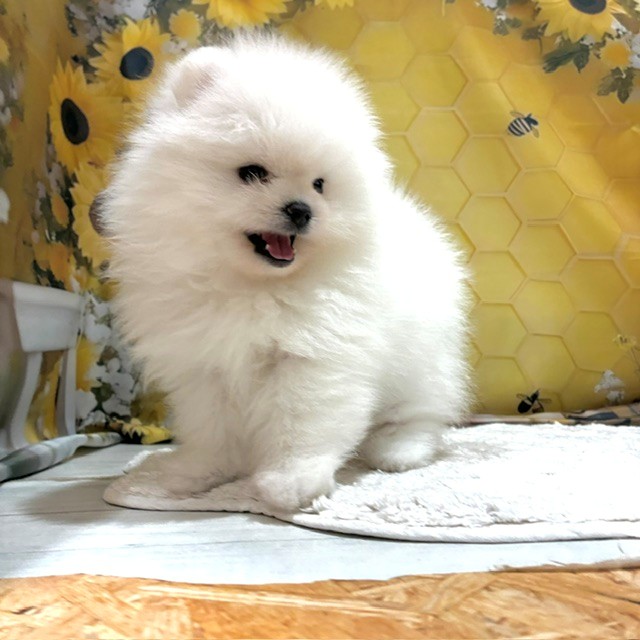 福岡県のポメラニアン (犬の家＆猫の里トリアス久山店/2026年6月21日生まれ/女の子/ホワイト)の子犬の2枚目の画像