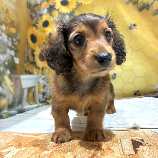 福岡県のカニンヘンダックスフンド(ロング) (犬の家＆猫の里トリアス久山店/2026年6月21日生まれ/女の子/レッド)の子犬の2枚目の画像