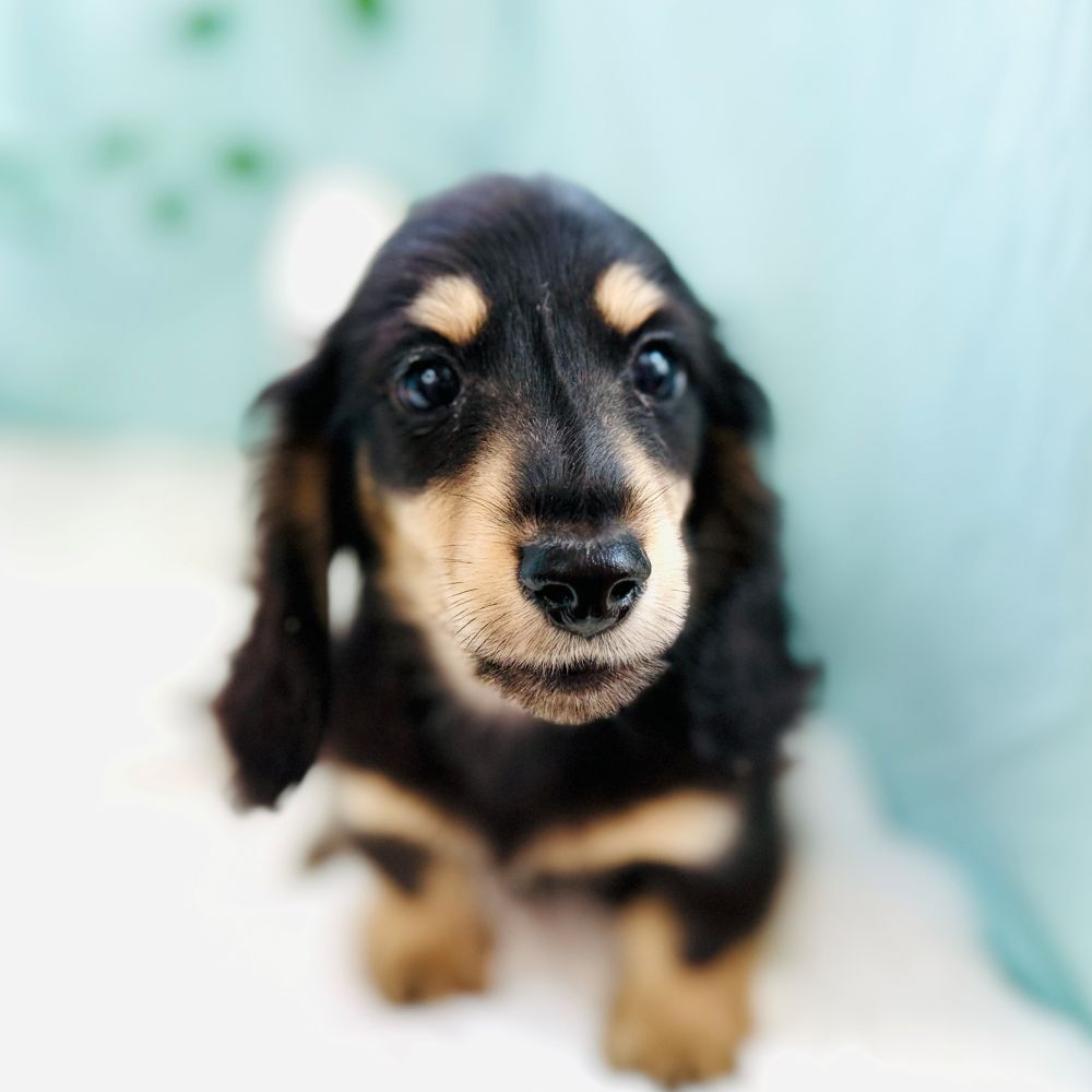 愛知県のミニチュアダックスフンド(ロング) (犬の家＆猫の里愛知刈谷店/2026年6月20日生まれ/男の子/ブラックイエロー)の子犬の2枚目の画像