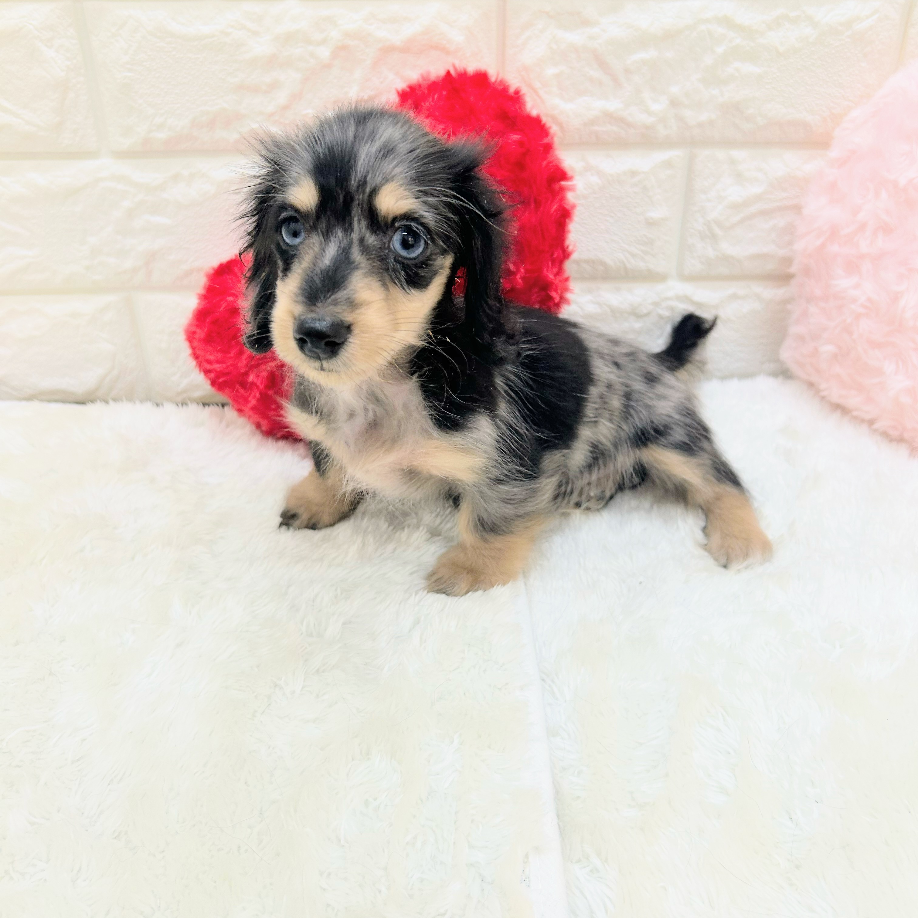 愛知県のミニチュアダックスフンド(ロング) (犬の家＆猫の里アミーゴ神の倉店/2026年6月20日生まれ/女の子/シルバーダップル)の子犬の2枚目の画像