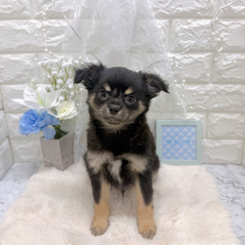 福井県のチワワ(ロング) (犬の家＆猫の里アミーゴ福井大和田店/2026年6月21日生まれ/男の子/ブラックタン)の子犬の1枚目の画像