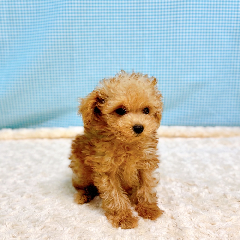 愛知県のトイプードル(トイ) (犬の家＆猫の里一宮店/2026年6月5日生まれ/男の子/オレンジフォーン)の子犬の2枚目の画像
