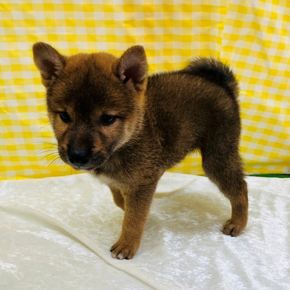 愛知県の柴犬(標準サイズ) (犬の家＆猫の里名古屋天白店/2026年6月24日生まれ/男の子/赤)の子犬の2枚目の画像