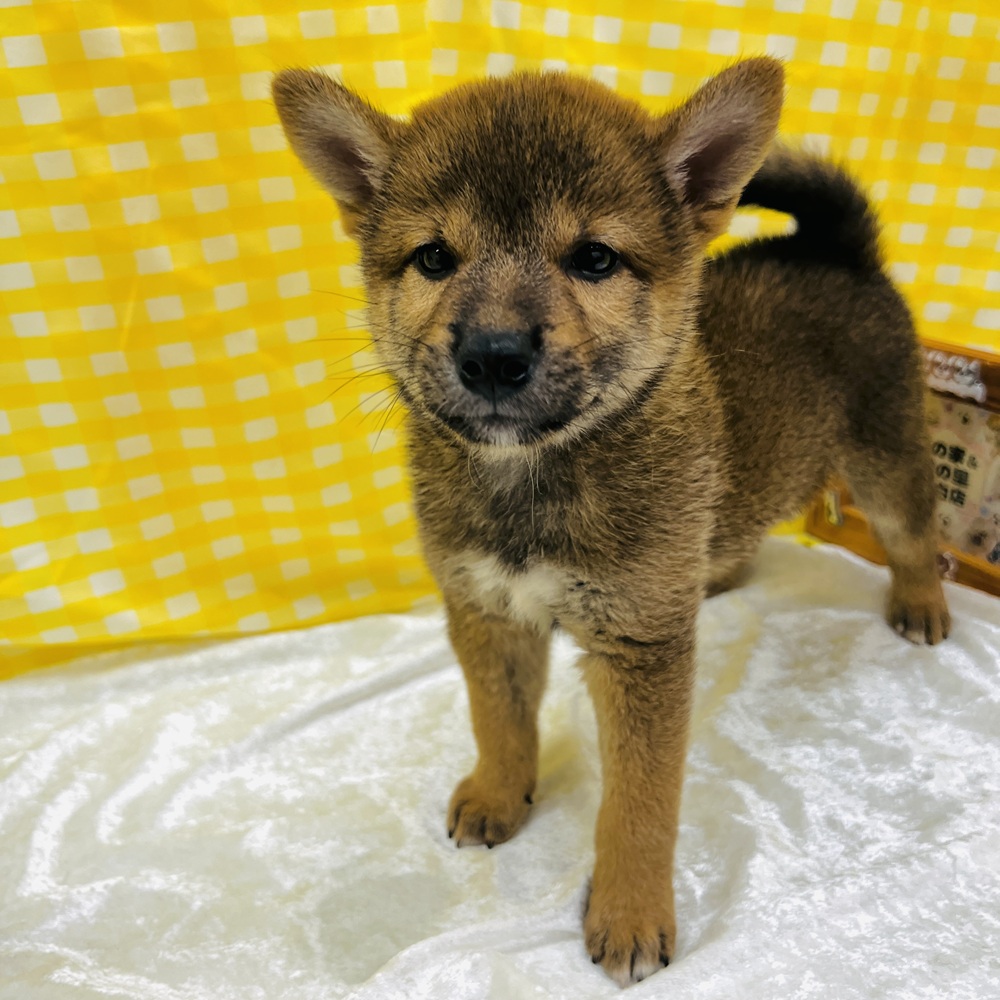 愛知県の柴犬(標準サイズ) (犬の家＆猫の里名古屋天白店/2026年6月24日生まれ/男の子/赤)の子犬の2枚目の画像