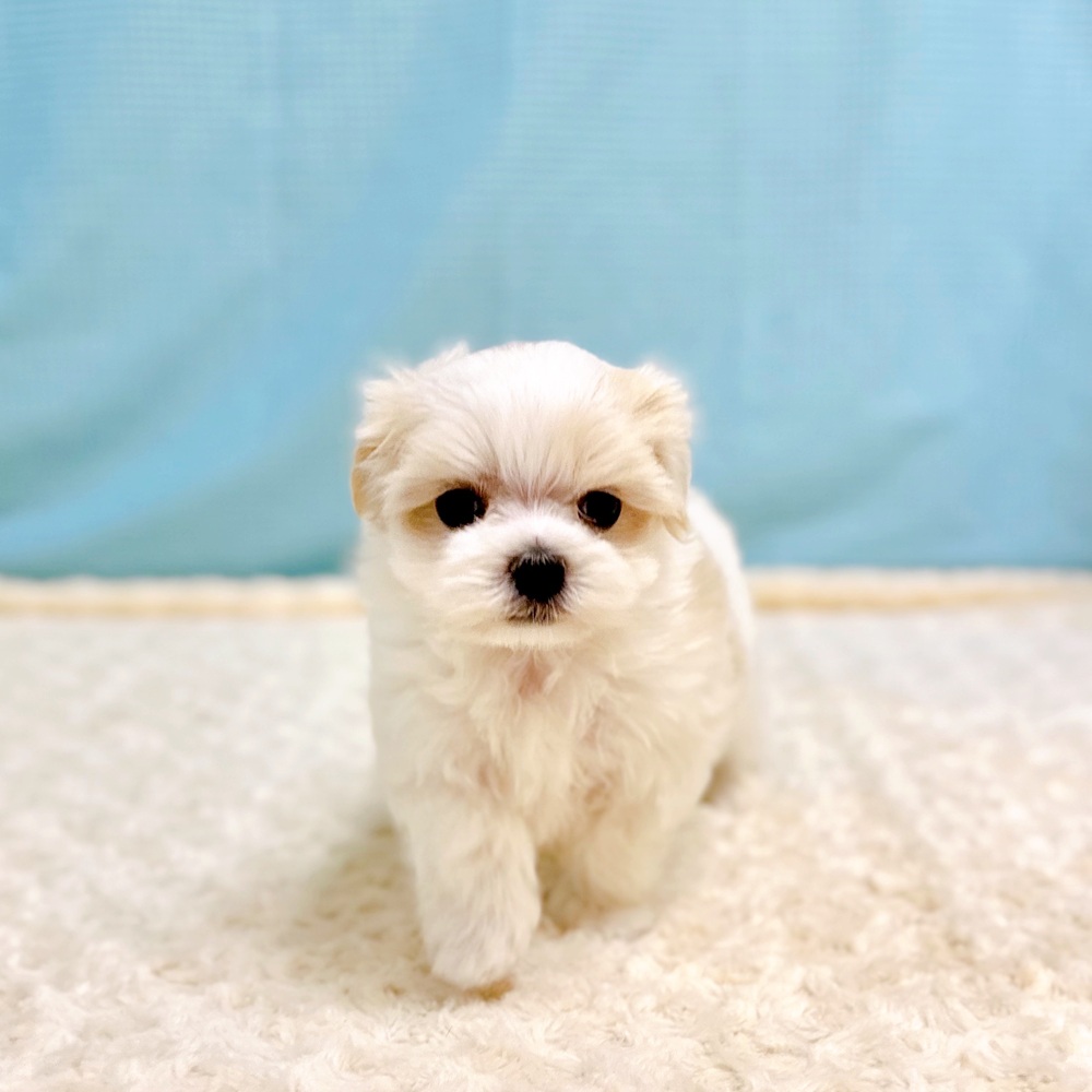 愛知県のマルチーズ (犬の家＆猫の里一宮店/2026年6月20日生まれ/女の子/ホワイト)の子犬の2枚目の画像