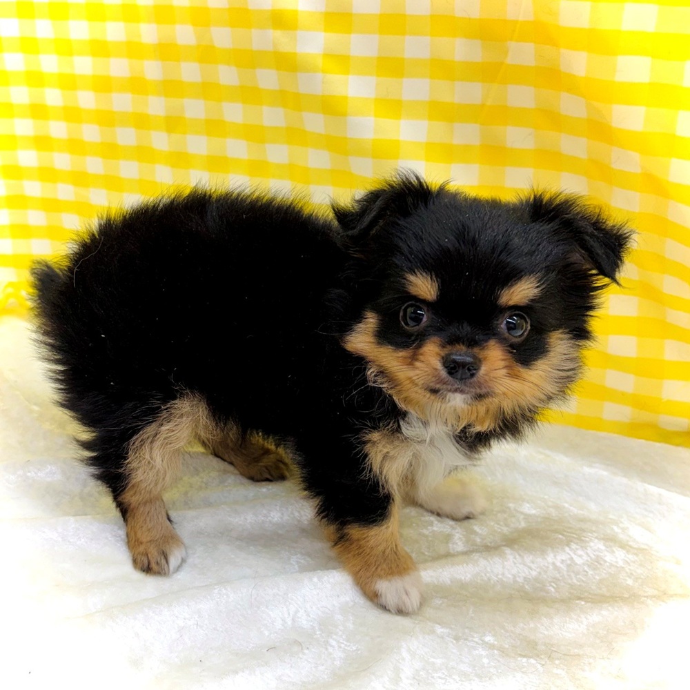 愛知県のチワワ(ロング) (犬の家＆猫の里名古屋天白店/2026年6月21日生まれ/女の子/ブラックタンホワイト)の子犬の2枚目の画像