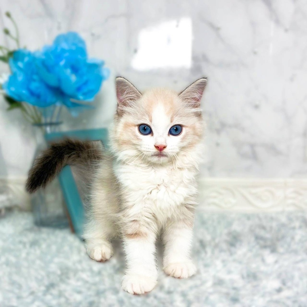 福井県のラグドール (犬の家＆猫の里福井店/2026年6月25日生まれ/男の子/シールポイントバイカラー)の子猫の1枚目の画像