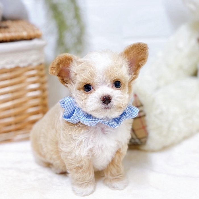 ハーフ犬男の子の写真