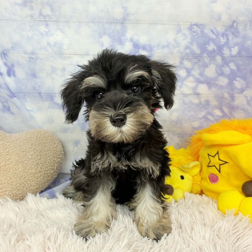 兵庫県のミニチュアシュナウザー (犬の家＆猫の里川西店/2026年6月21日生まれ/女の子/ブラックシルバー)の子犬の2枚目の画像
