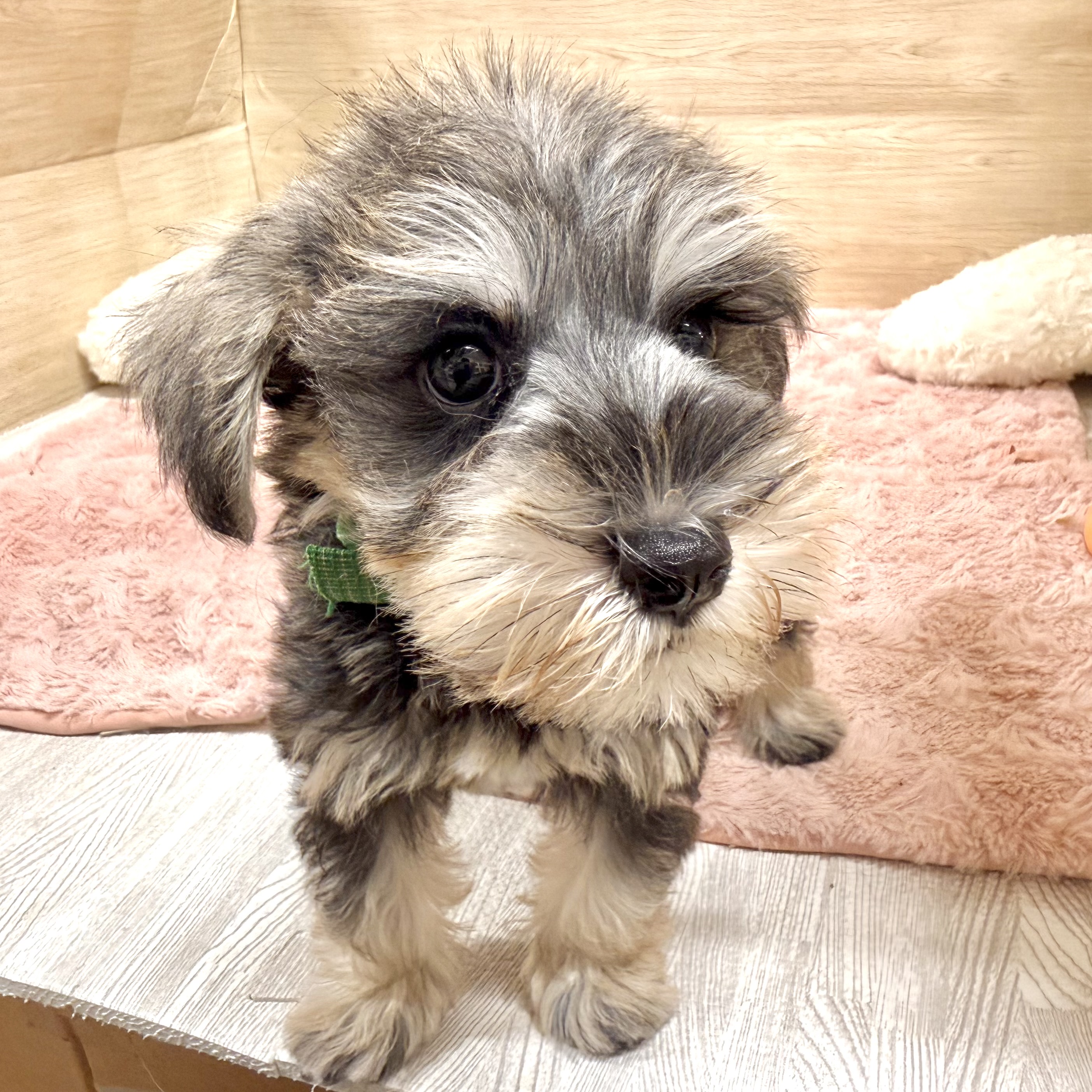 大阪府のミニチュアシュナウザー (犬の家＆猫の里そよら東岸和田店/2026年6月21日生まれ/女の子/ソルトペッパー)の子犬の2枚目の画像