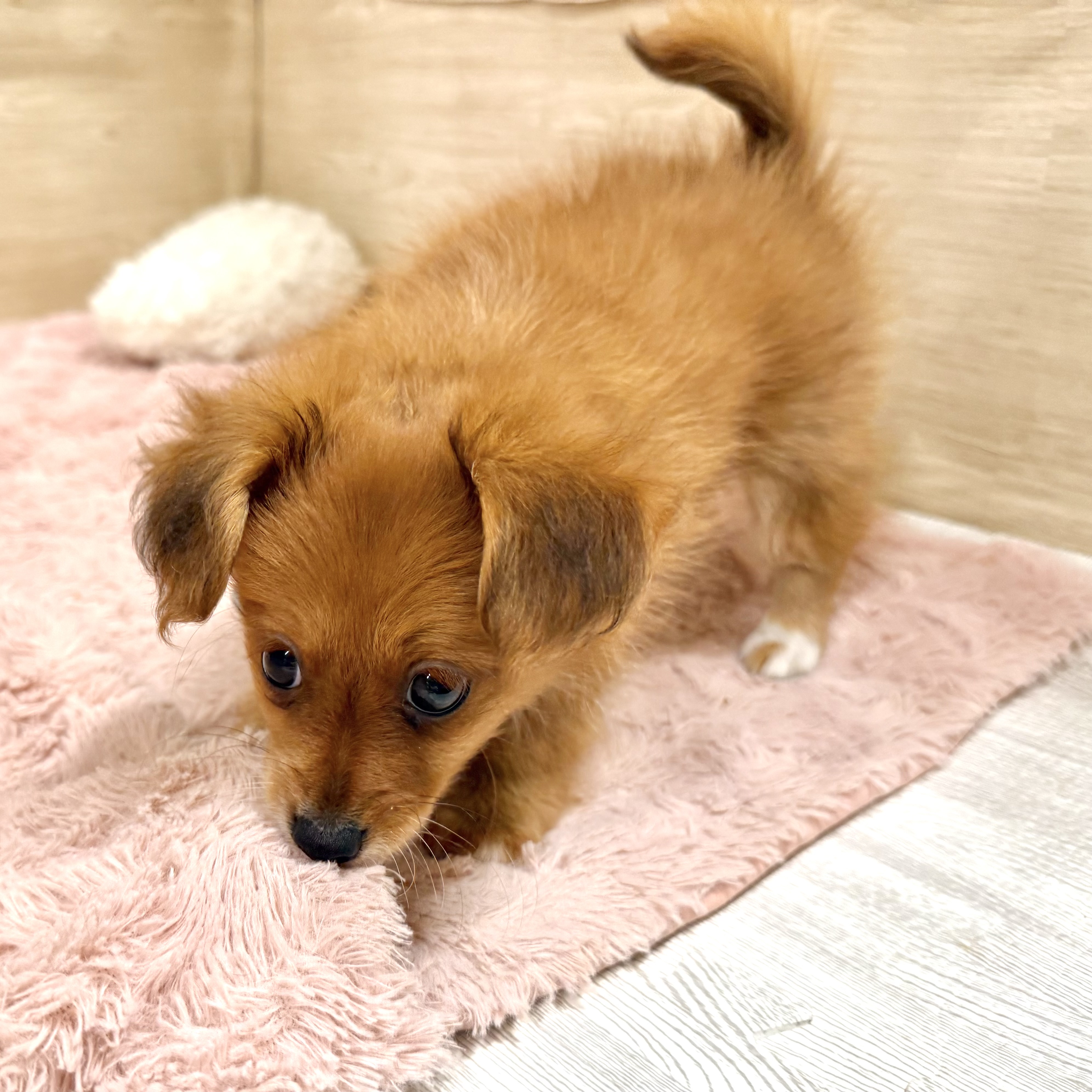 大阪府のポメックス(ポメラニアン×ダックス) (犬の家＆猫の里そよら東岸和田店/2026年6月21日生まれ/女の子/レッドホワイト)の子犬の2枚目の画像