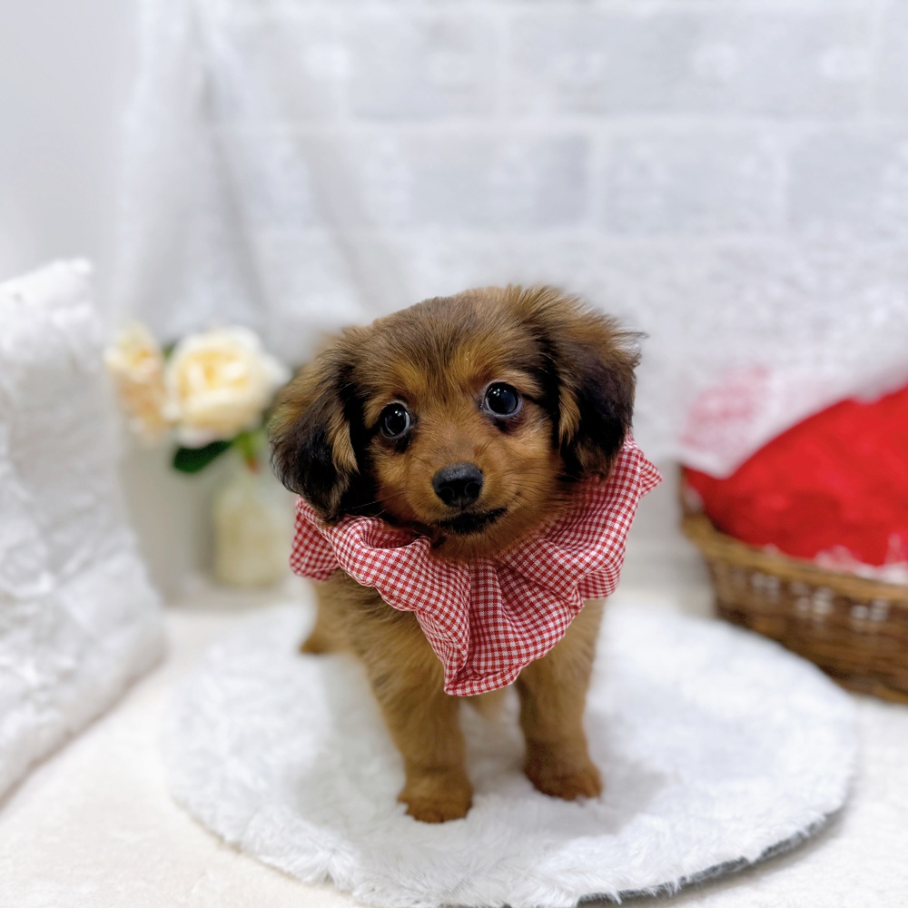 滋賀県のポメックス(ポメラニアン×ダックス) (犬の家＆猫の里長浜店/2026年6月21日生まれ/女の子/レッド)の子犬の2枚目の画像