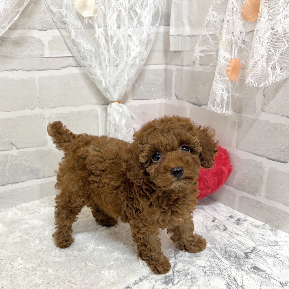 京都府のトイプードル(トイ) (犬の家＆猫の里京都精華店/2026年6月24日生まれ/女の子/レッドフォーン)の子犬の2枚目の画像
