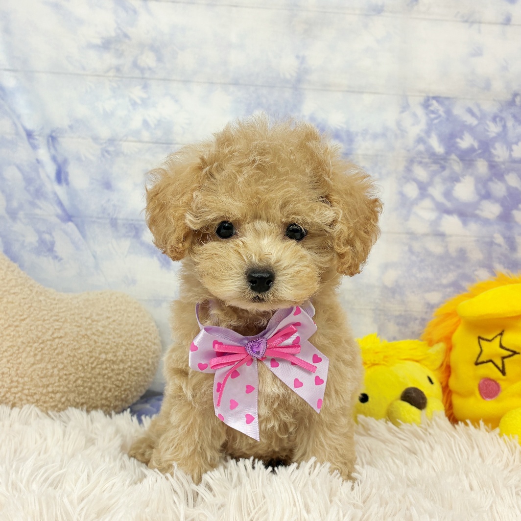 兵庫県のトイプードル(トイ) (犬の家＆猫の里川西店/2026年6月24日生まれ/女の子/ペールフォーン)の子犬の2枚目の画像