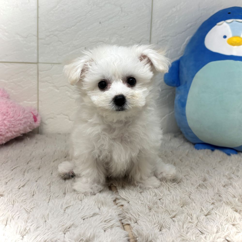 兵庫県のビションフリーゼ (犬の家＆猫の里ゆめタウン姫路店/2026年6月25日生まれ/女の子/ホワイト)の子犬の2枚目の画像