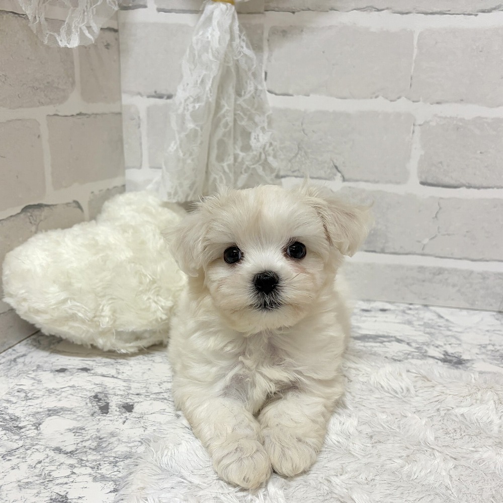 京都府のハーフ犬・ミックス犬 (犬の家＆猫の里京都精華店/2026年6月24日生まれ/男の子/ホワイト)の子犬の2枚目の画像