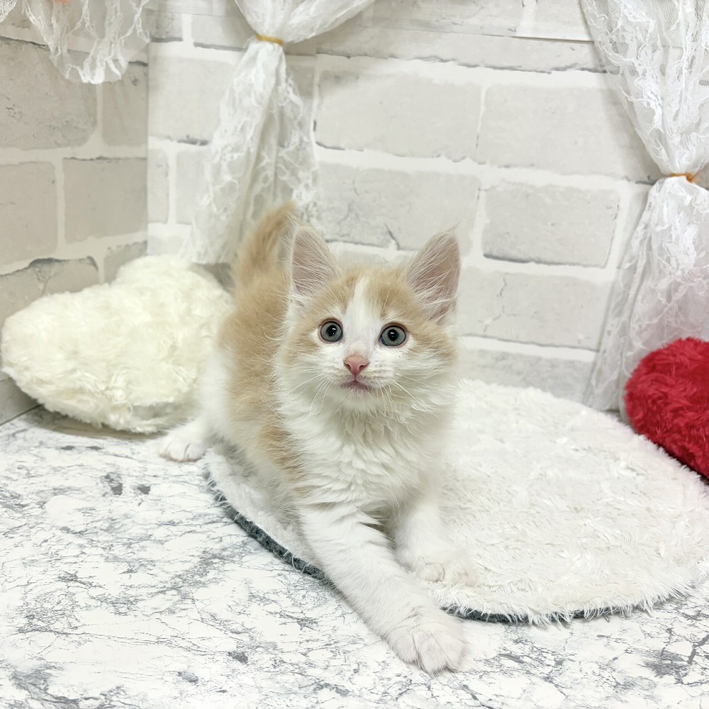 京都府のノルウェージャンフォレストキャット (犬の家＆猫の里京都精華店/2026年6月24日生まれ/男の子/クリームタビーホワイト)の子猫の2枚目の画像
