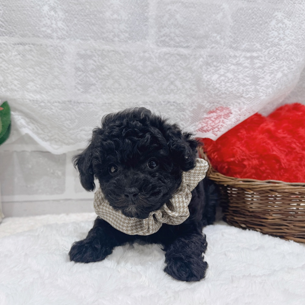 滋賀県のビションプー(ビションフリーゼ×プードル) (犬の家＆猫の里長浜店/2026年6月24日生まれ/女の子/ブラック)の子犬の2枚目の画像