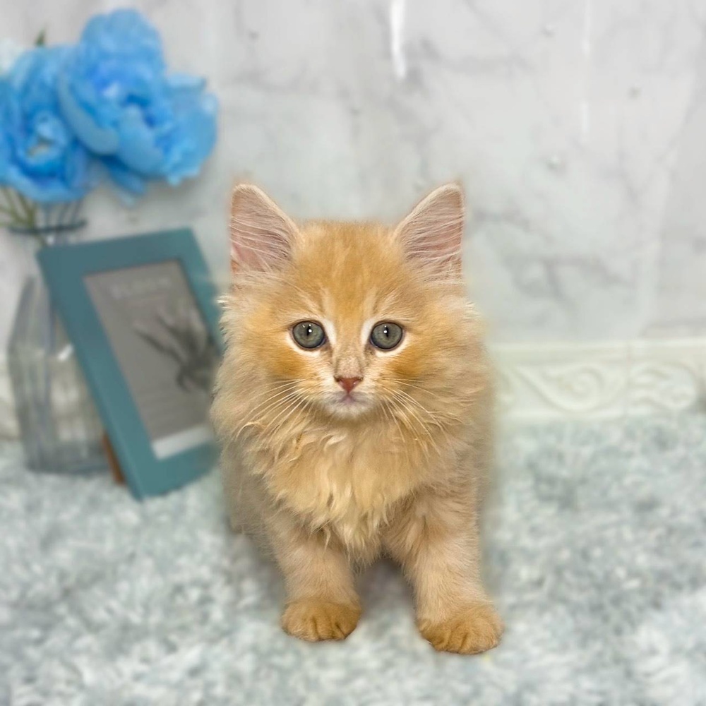 福井県のサイベリアン (犬の家＆猫の里福井店/2026年6月24日生まれ/男の子/クリームタビー)の子猫の2枚目の画像