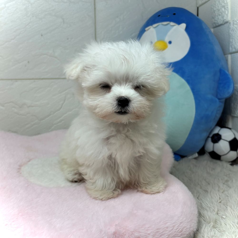 兵庫県のマルチーズ (犬の家＆猫の里ゆめタウン姫路店/2026年6月23日生まれ/女の子/ホワイト)の子犬の2枚目の画像