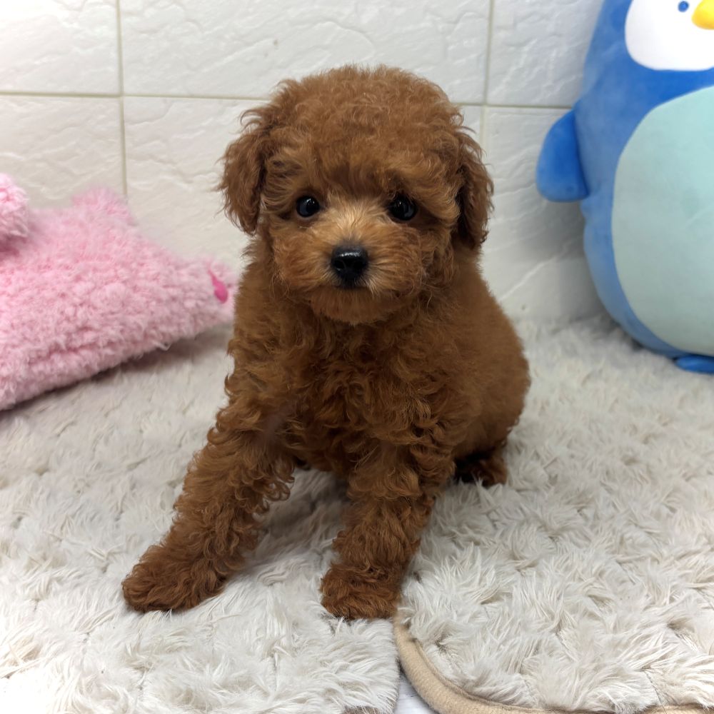兵庫県のトイプードル(タイニー) (犬の家＆猫の里ゆめタウン姫路店/2026年6月25日生まれ/女の子/レッドフォーン)の子犬の1枚目の画像