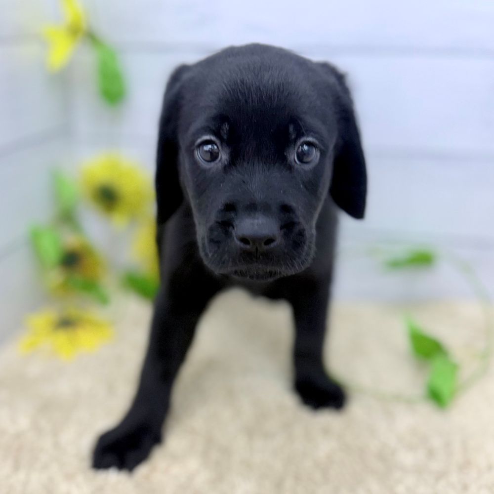 愛知県のハーフ犬・ミックス犬 (犬の家＆猫の里七宝店/2026年6月26日生まれ/女の子/ブラック)の子犬の2枚目の画像