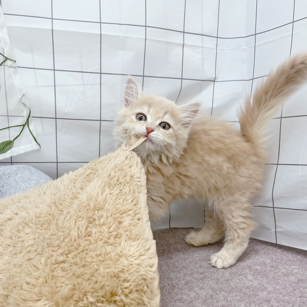 長野県のサイベリアン (犬の家＆猫の里塩尻店/2026年6月13日生まれ/女の子/クリームタビー)の子猫の2枚目の画像