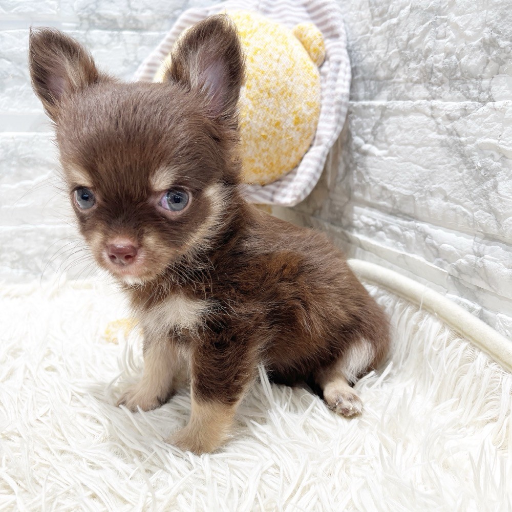 愛知県のチワワ(ロング) (犬の家＆猫の里MiO香久山店/2026年6月26日生まれ/男の子/チョコレートタン)の子犬の2枚目の画像