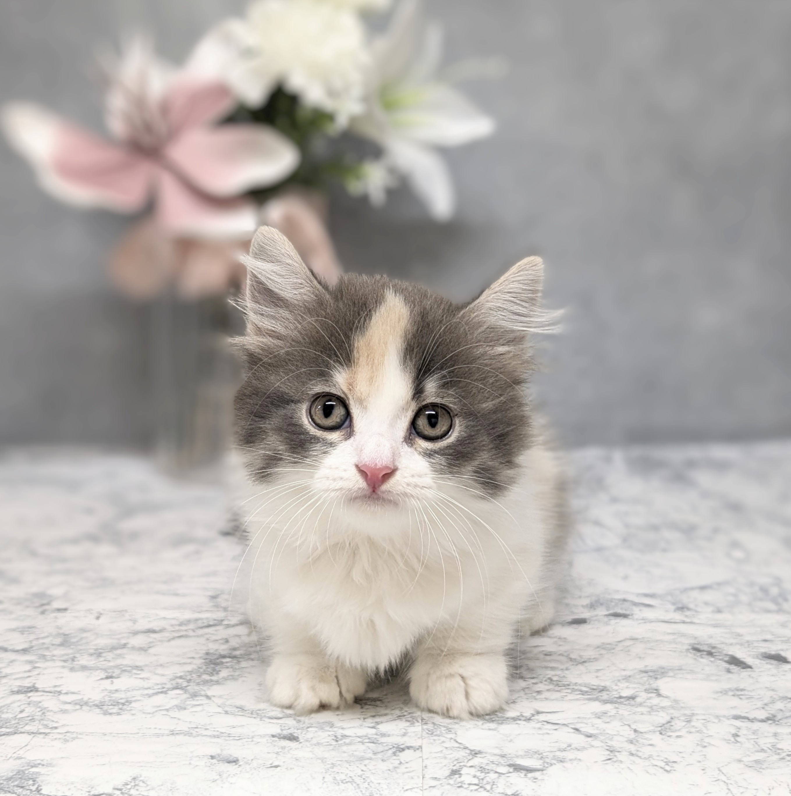 愛知県のマンチカン (犬の家＆猫の里安城店/2026年6月26日生まれ/女の子/ブルーパッチドタビーホワイト)の子猫の1枚目の画像