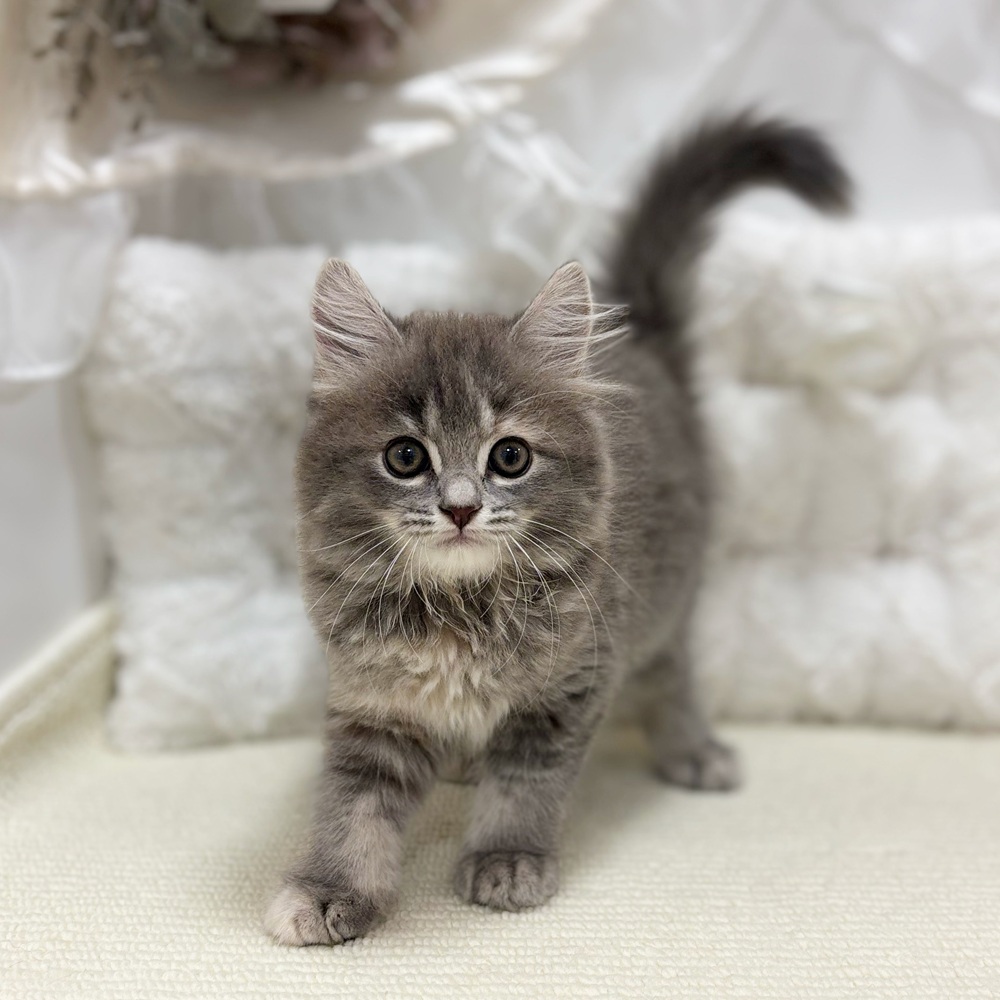 岐阜県のマンチカン (犬の家＆猫の里カラフルタウン岐阜店/2026年6月26日生まれ/女の子/ブルーパッチドタビー)の子猫の1枚目の画像