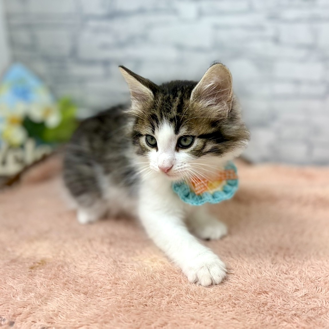 長野県のノルウェージャンフォレストキャット (犬の家＆猫の里長野店/2026年6月27日生まれ/男の子/ブラウンタビーホワイト)の子猫の2枚目の画像