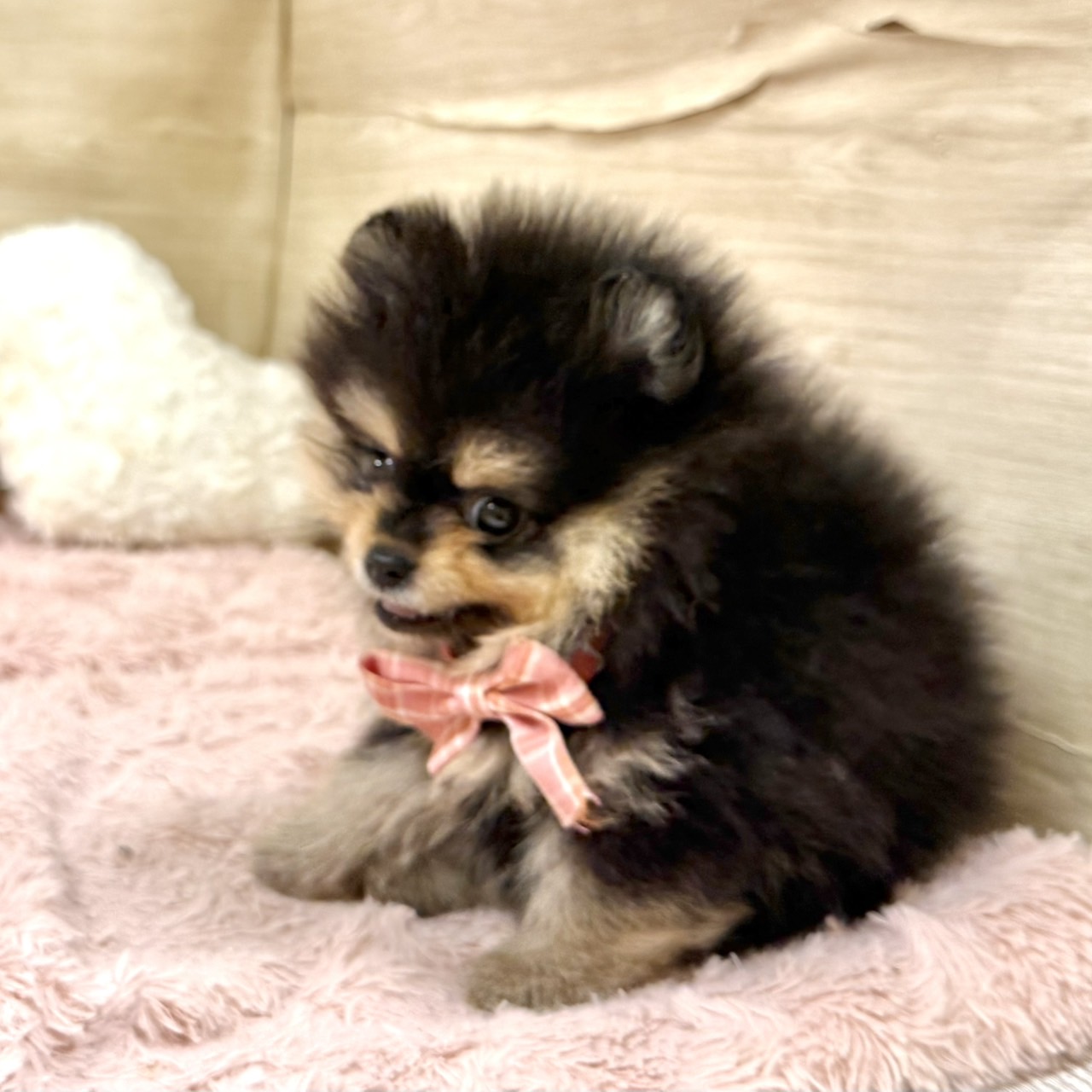 大阪府のポメラニアン (犬の家＆猫の里そよら東岸和田店/2026年6月26日生まれ/女の子/ブラックタン)の子犬の2枚目の画像