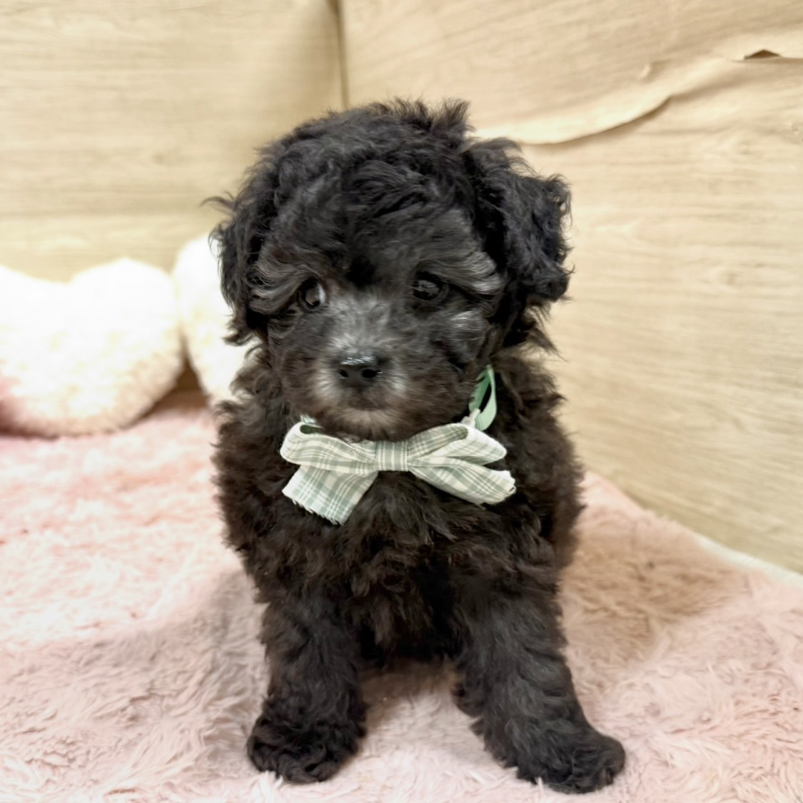 大阪府のトイプードル(トイ) (犬の家＆猫の里そよら東岸和田店/2026年6月27日生まれ/男の子/グレー)の子犬の1枚目の画像