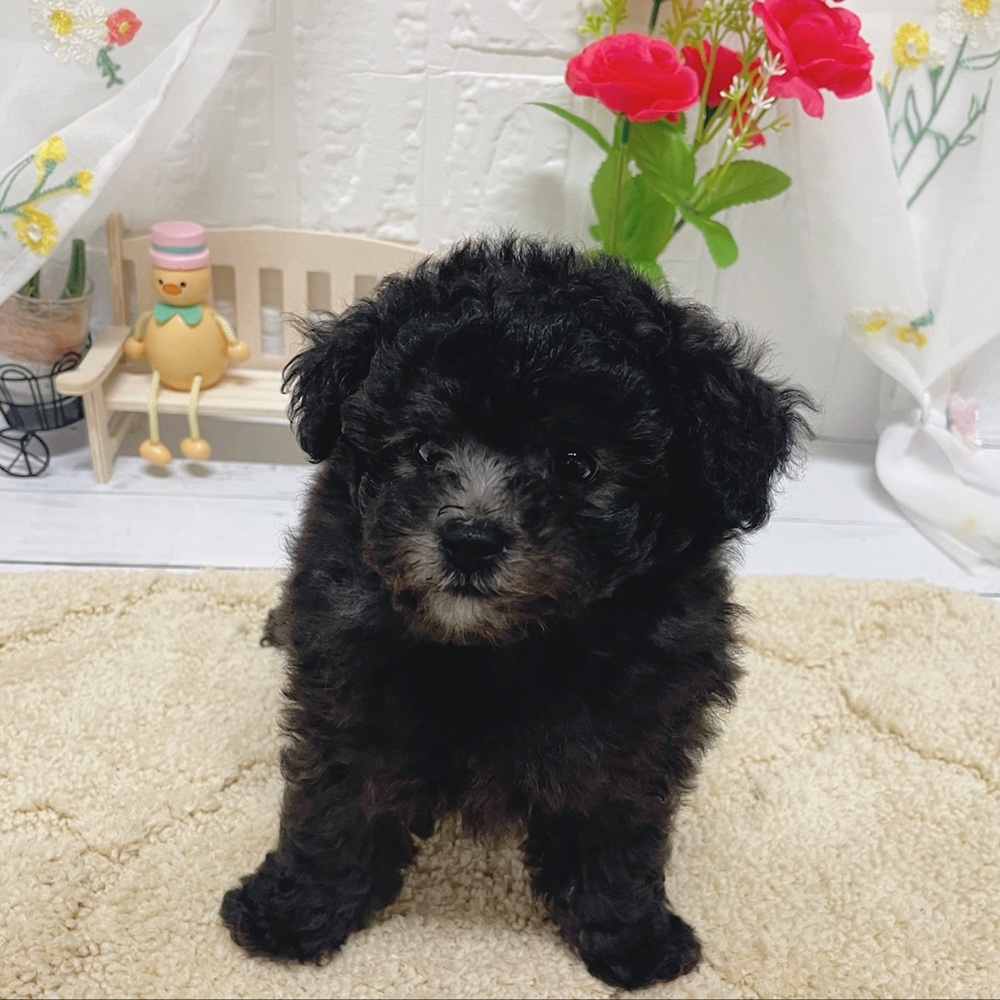 岡山県のトイプードル(トイ) (犬の家＆猫の里岡山店/2026年6月27日生まれ/男の子/グレー)の子犬の2枚目の画像