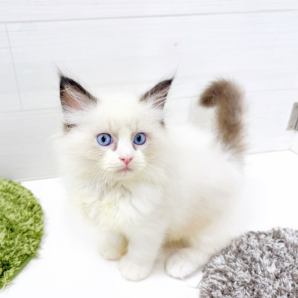 石川県のラグドール (犬の家＆猫の里アミーゴ金沢おこばた店/2026年6月27日生まれ/男の子/シールポイントバイカラー)の子猫の2枚目の画像