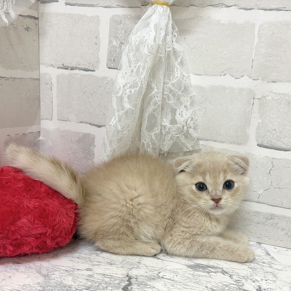 京都府のスコティッシュフォールド (犬の家＆猫の里京都精華店/2026年6月26日生まれ/男の子/クリームタビー)の子猫の2枚目の画像