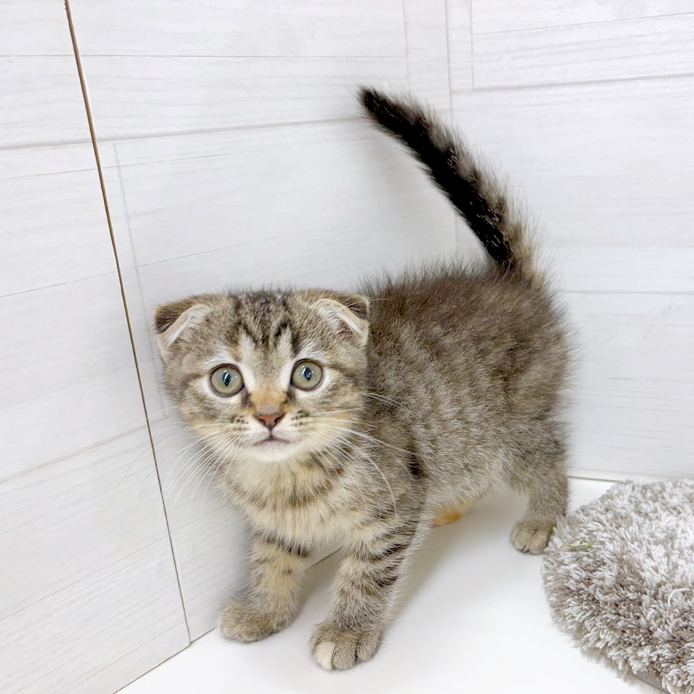 石川県のスコティッシュフォールド (犬の家＆猫の里アミーゴ金沢おこばた店/2026年6月26日生まれ/女の子/ブラウンタビー)の子猫の2枚目の画像