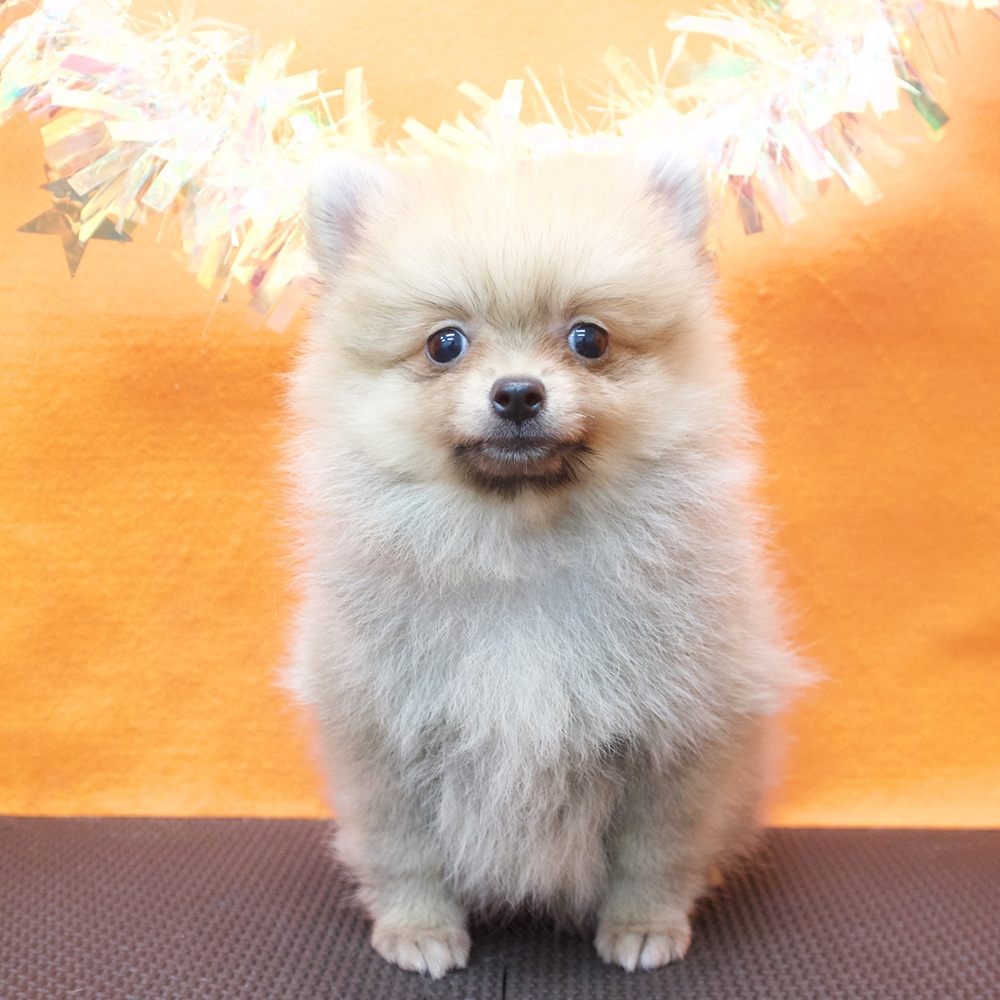 ハーフ犬男の子の写真