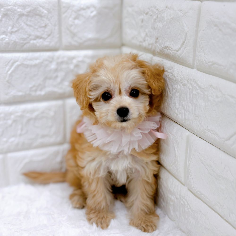 ハーフ犬女の子の写真