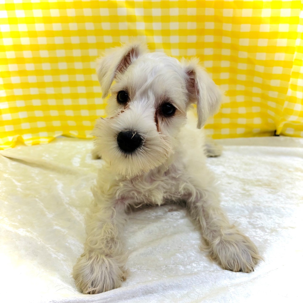 愛知県のミニチュアシュナウザー (犬の家＆猫の里名古屋天白店/2026年6月28日生まれ/女の子/ホワイト)の子犬の2枚目の画像
