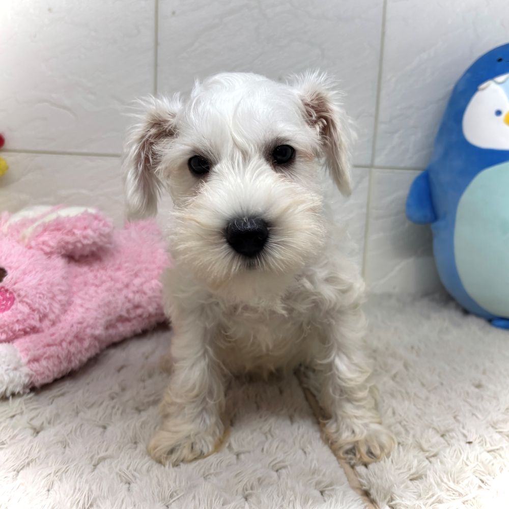 兵庫県のミニチュアシュナウザー (犬の家＆猫の里ゆめタウン姫路店/2026年6月28日生まれ/男の子/ホワイト)の子犬の2枚目の画像