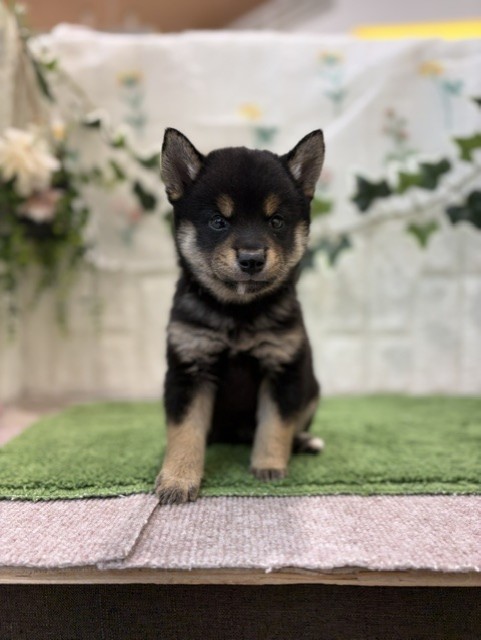 岡山県の豆柴 (犬の家＆猫の里倉敷店/2026年6月27日生まれ/男の子/黒)の子犬の2枚目の画像