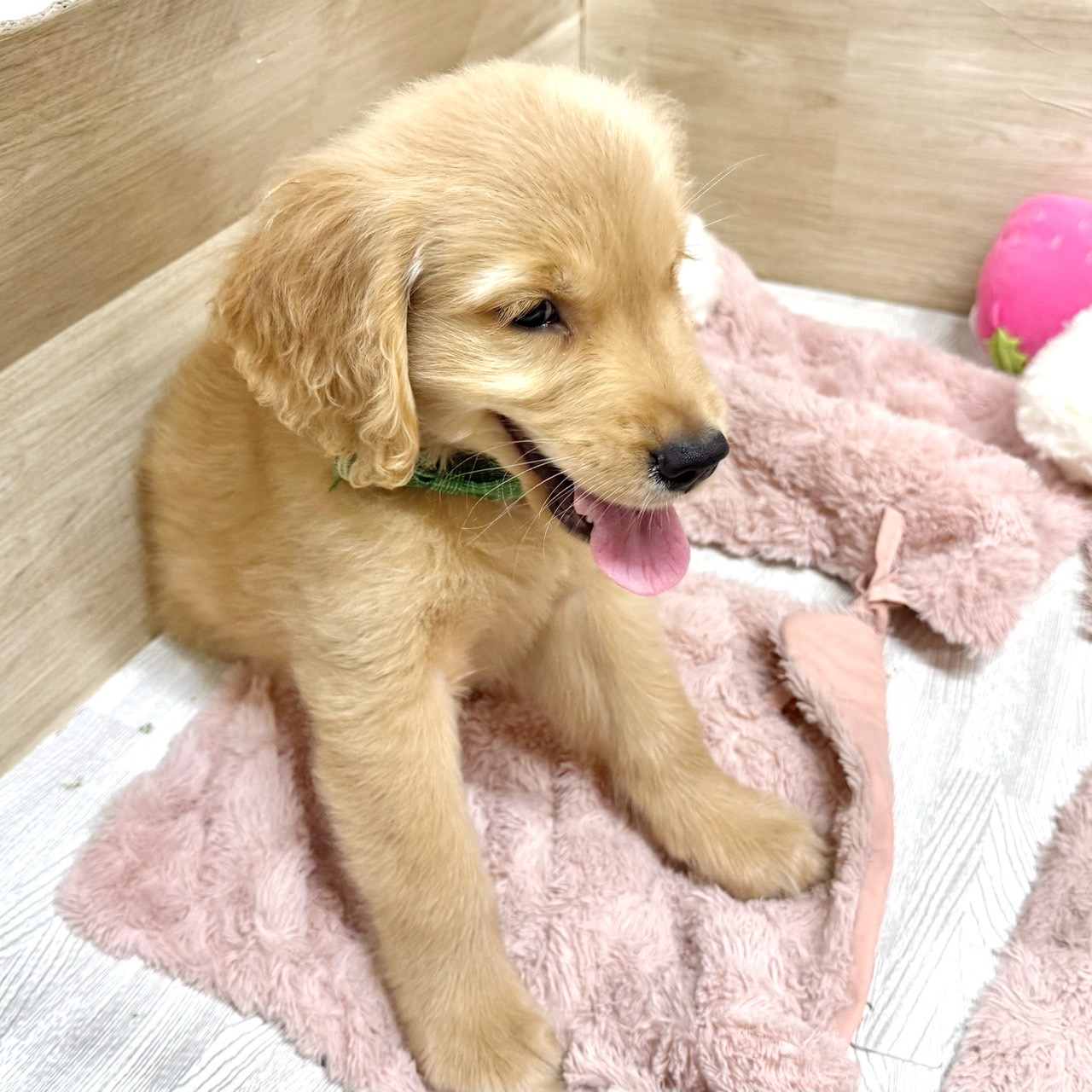 大阪府のゴールデンレトリバー (犬の家＆猫の里そよら東岸和田店/2026年6月26日生まれ/男の子/ゴールデン)の子犬の2枚目の画像