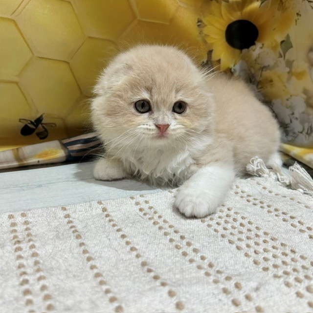 福岡県のスコティッシュフォールド (犬の家＆猫の里トリアス久山店/2026年6月27日生まれ/男の子/クリームタビーホワイト)の子猫の2枚目の画像