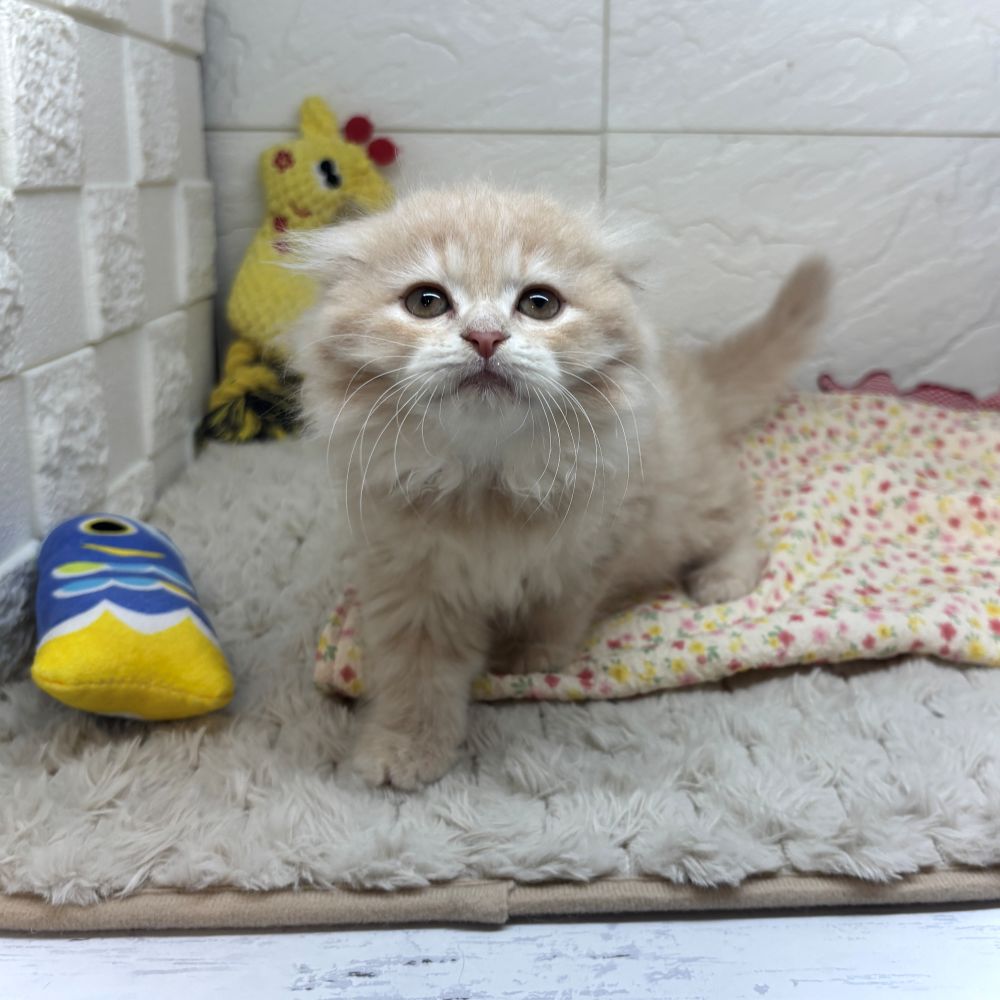 兵庫県のスコティッシュフォールド (犬の家＆猫の里ゆめタウン姫路店/2026年6月27日生まれ/女の子/クリームタビー)の子猫の2枚目の画像